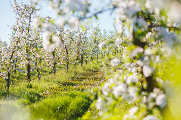 A blooming apple orchard on a magical sunny day. - 785090606