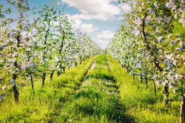 Naklejka premium A blooming apple orchard on a magical sunny day.