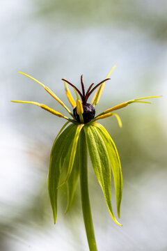 Bl&uuml;te der Vierbl&auml;ttrigen Einbeere (Paris quadrifolia)
