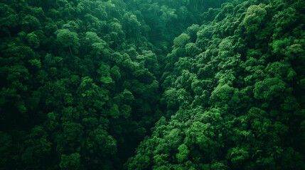 Fototapeta na wymiar Aerial View of Dense Green Forest Canopy