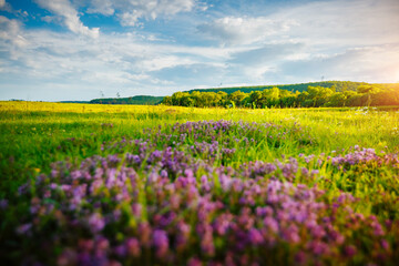Blooming thyme in a green meadow on a sunny June day. - 785091074