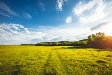 A meadow of green fresh grass with a blue sky on a calm summer day. - 785091090