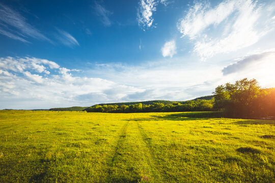 A meadow of green fresh grass with a blue sky on a calm summer day.