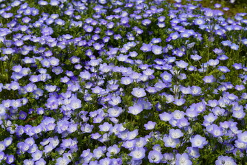 ネモフィラの青い花