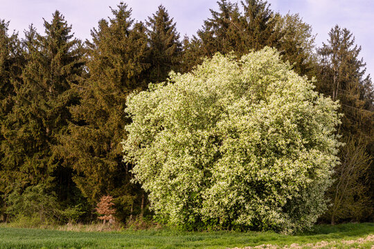 Eine  Traubenkirsche (prunus padus) bl&uuml;ht am Waldrand