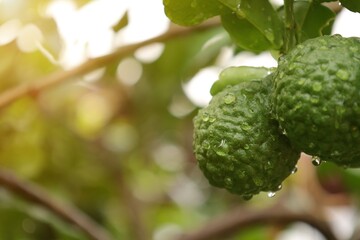 close up of a bergamot fruit on tree - obrazy, fototapety, plakaty