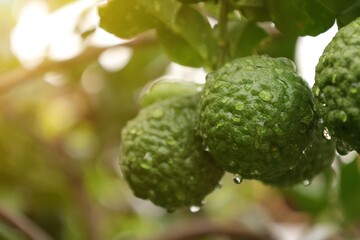 green bergamot fruit on the tree - obrazy, fototapety, plakaty