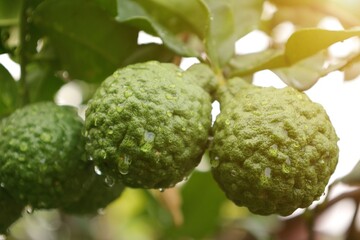 green bergamot fruit on the tree 