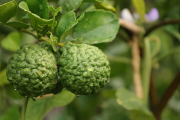 close up of a bergamot on tree