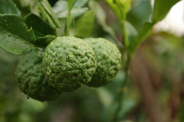 close up of a bergamot on tree 