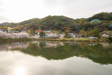 Fototapeta na wymiar 日本の桜風景
