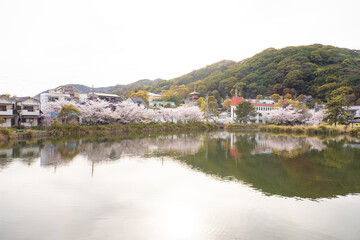 日本の桜風景