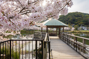 日本の桜風景