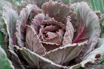 Red cabbage in a morning.