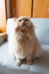 Cute greedy yellowish British longhair cat standing on blue sofa bed looking at pet owner and...