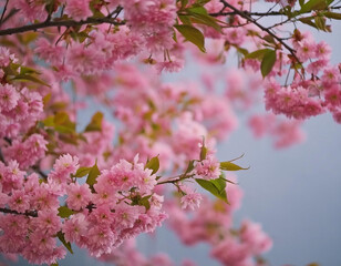Beautiful spring floral background with blossoming cherry branches, soft focus. 