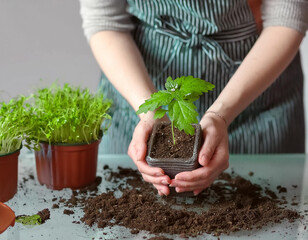 Gardening house. Girl replanting green pasture in home garden. Indoor garden, plant banner 