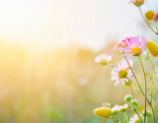 Meadow flowers in early sunny fresh morning. Vintage autumn landscape background.