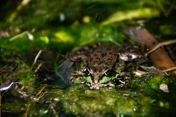 Frogs hiding in the grass in the pond
