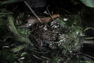 Frog in the marsh with dark background