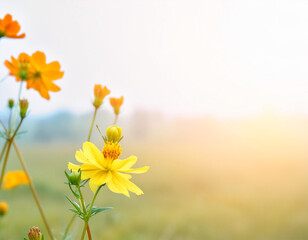 Meadow flowers in early sunny fresh morning. Vintage autumn landscape background. 