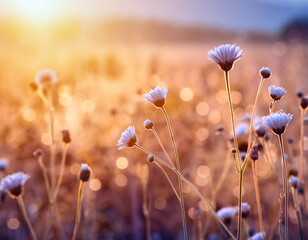 Meadow flowers in early sunny fresh morning. Vintage autumn landscape background. 