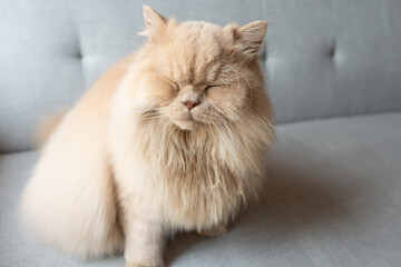 Cute greedy yellowish British longhair cat standing on blue sofa bed looking at pet owner and feeling happy because owner feeds cat food snacks