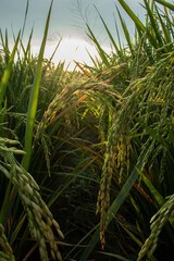 Rice fields in the rice fields are turning yellow
