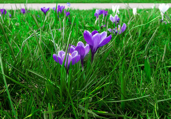 Spring flowers of purple crocus in green grass. ( Crocus vernus).