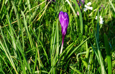 Bud of spring purple crocus. (Crocus vernus).