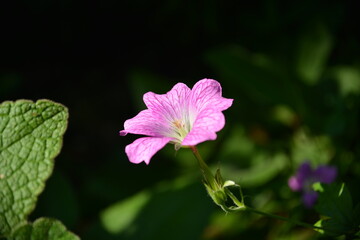 Zarte rosa-weiße Blüte im sanften Abendlicht