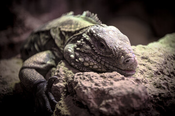 Closeup of a scaled dragon lizard