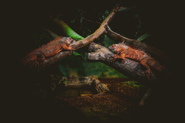Colorful iguanas sitting on a tree branch