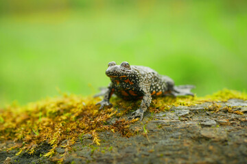 Naklejka premium European fire-bellied toad bombina bombina, amphibian frog sits on branch animal moss in water wetland, endangered species of nature, fire bellied natural purity indicator, Europe