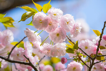 咲き始めの八重桜の花 ヤエザクラ