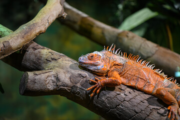 Fototapeta premium Orange iguana basking on tree branch in tropical setting