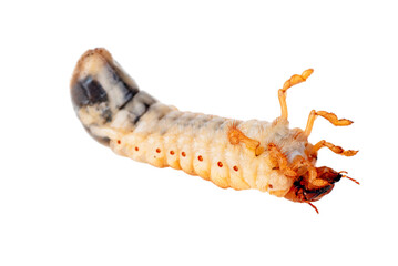 Cockchafer larva isolated on the white background