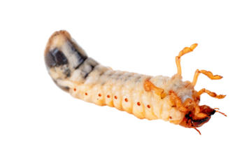 Cockchafer larva isolated on the white background
