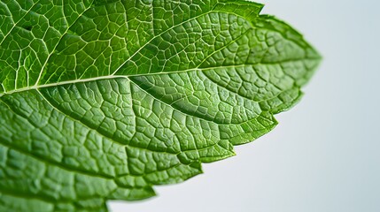 Obraz premium Detailed image of a peppermint leaf, its veins a powerful testament to nature's design, isolated on white.