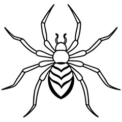 spider on a white background