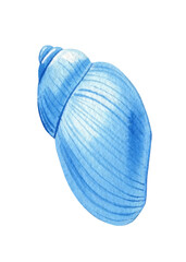 Blue seashell on isolated white background, watercolor hand-drawing painting illustration. Summer Sea shell blue clipart