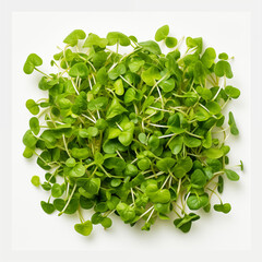 Close-up sunflower microgreens on a white background.Healthy eating.Vegetarianism