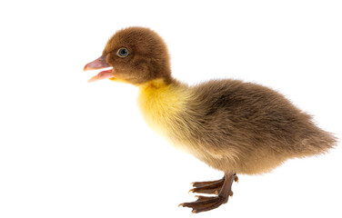 little duckling isolated