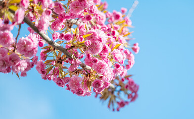 Fototapeta premium sakura flowers