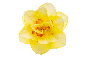 yellow narcissus flower isolated