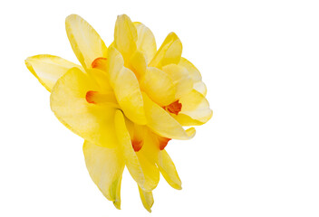 yellow narcissus flower isolated