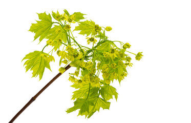 young maple leaves isolated