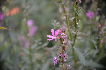 Zarte lila Wildblume im sanften Bokeh