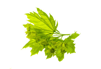 young maple leaves isolated