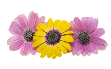 beautiful Osteospermum flower isolated